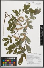 Foto von Salix appendiculata Vill.